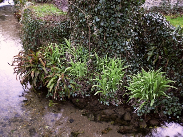 Veules les Roses (8)